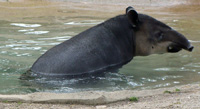 tapir